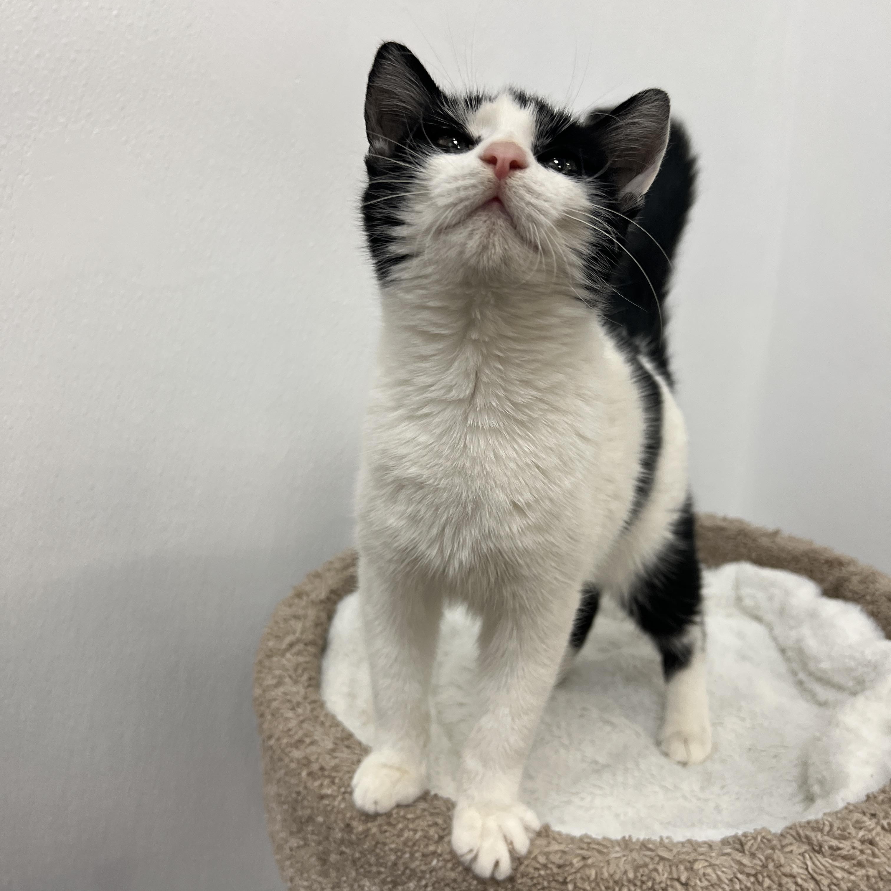Gumdrop, ADOPTABLE, Young Female Tuxedo.