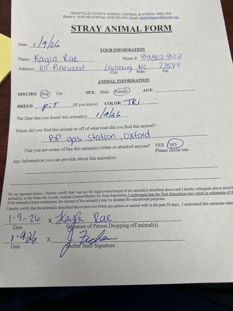 Macey, Adoptable, Adult Female Mixed Breed.