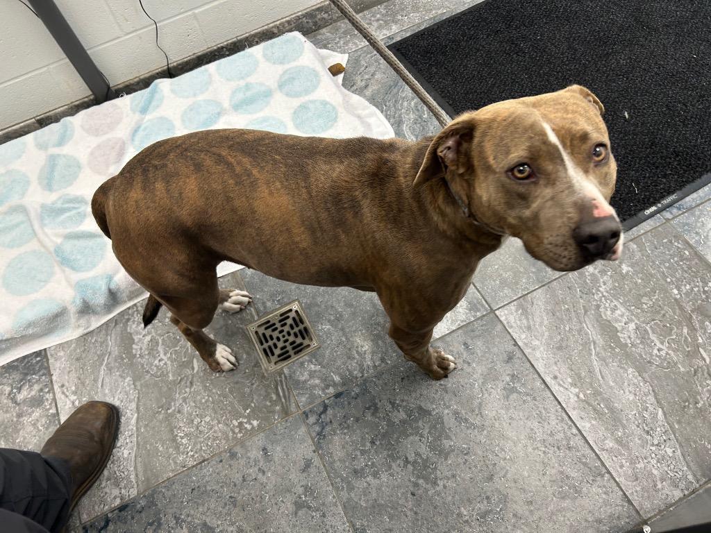 Macey, Adoptable, Adult Female Mixed Breed.