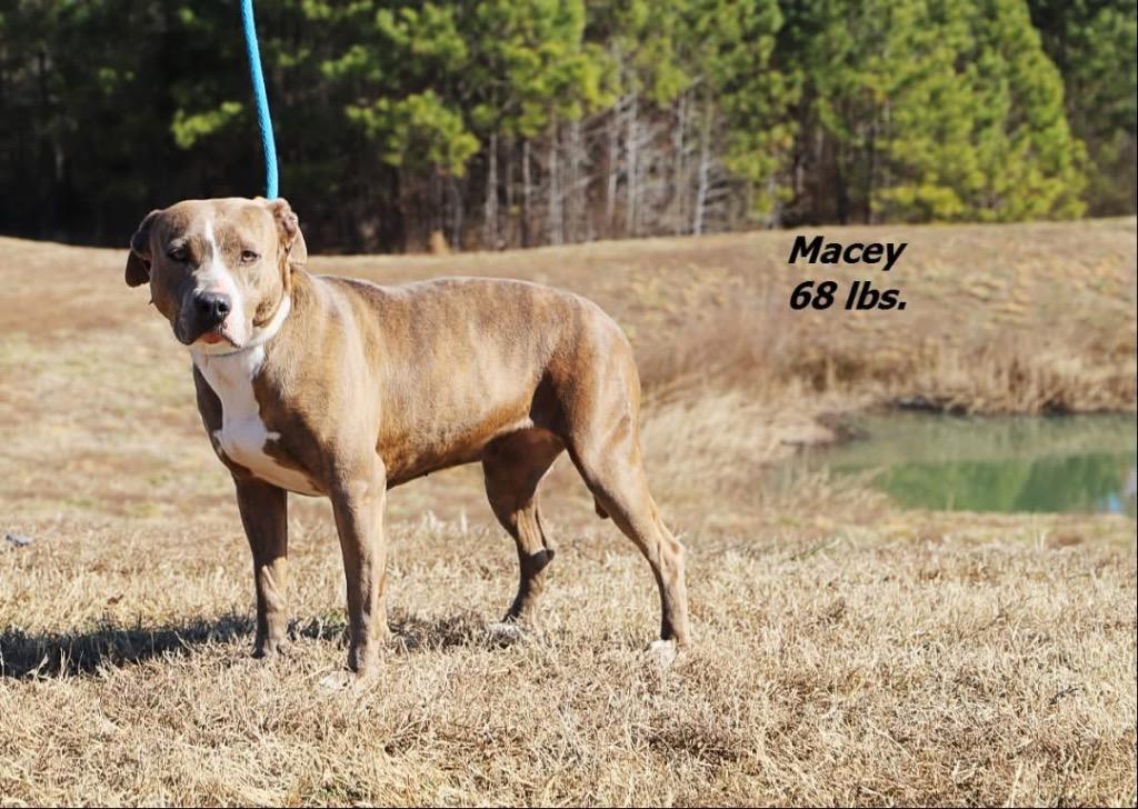 Enlarge Macey, a Adoptable mixed breed in Oxford, NC image 2/2