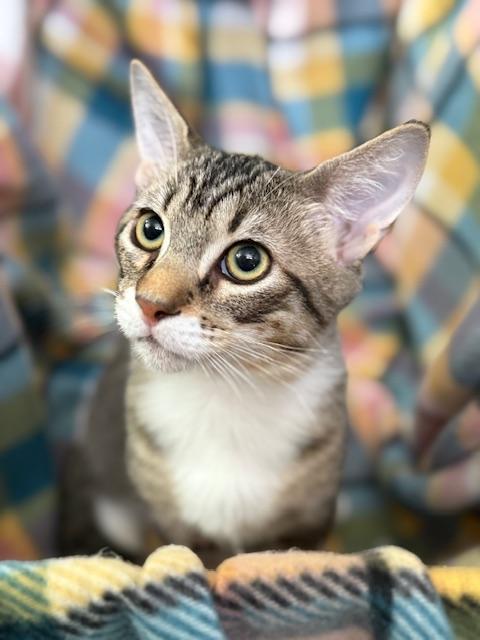 Bougie, Adopted, Kitten Male Tabby & Domestic Short Hair.