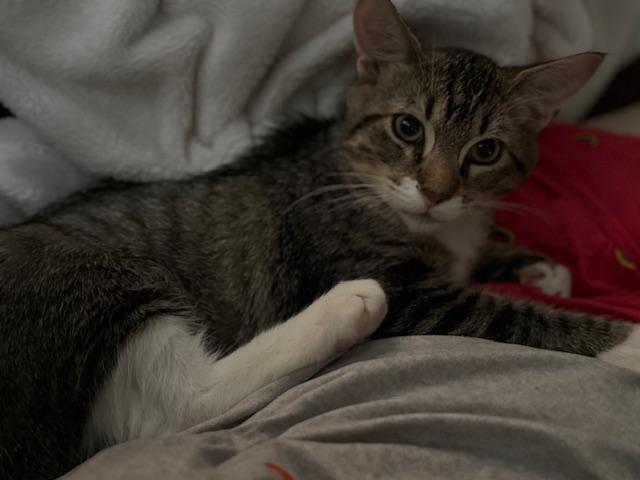 Enlarge Bougie, a Adopted mixed breed in Sacramento, CA image 2/6