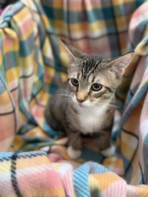 Enlarge Bougie, a Adopted mixed breed in Sacramento, CA image 3/6