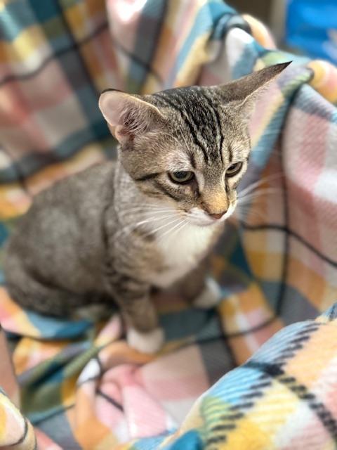 Enlarge Bougie, a Adopted mixed breed in Sacramento, CA image 4/6