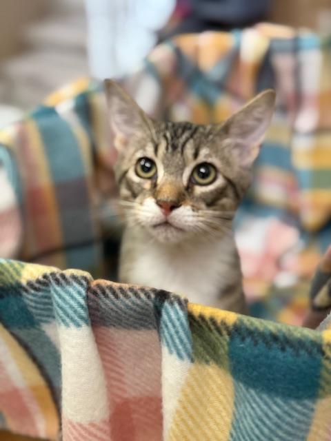 Enlarge Bougie, a Adopted mixed breed in Sacramento, CA image 6/6
