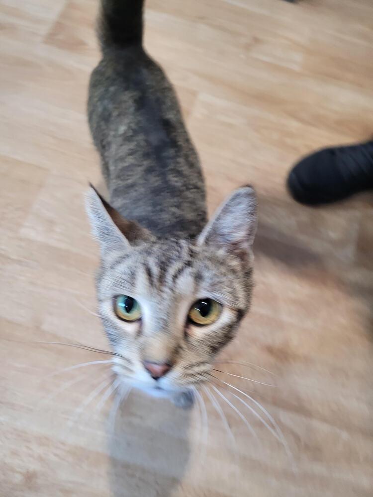 Tilly, Adoptable, Adult Female Domestic Short Hair.