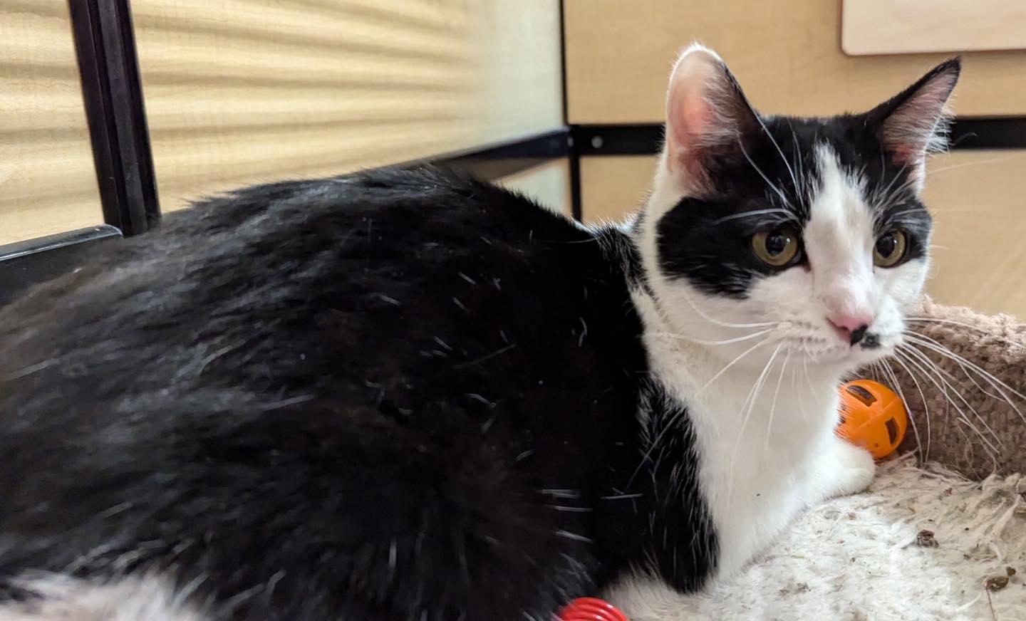 Enlarge Chessy, a ADOPTABLE Domestic Short Hair in Noblesville, IN image 4/4