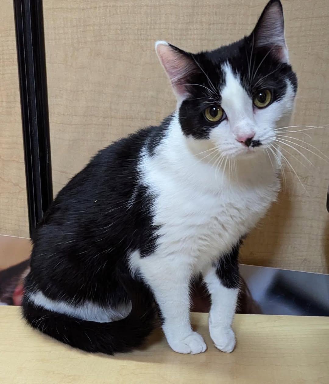 Chessy, ADOPTABLE, Kitten Female Domestic Short Hair.