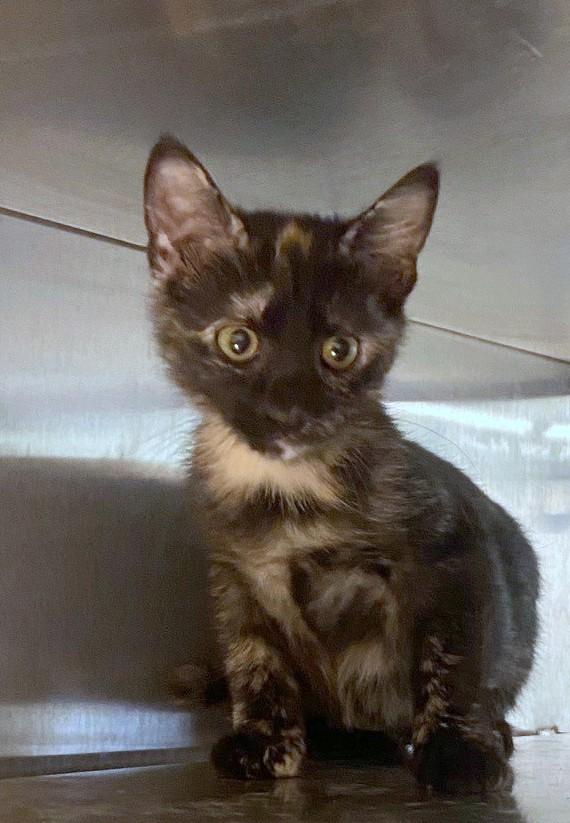 Sabrina A217588, an adopted Tortoiseshell in Plano, TX image 3/3