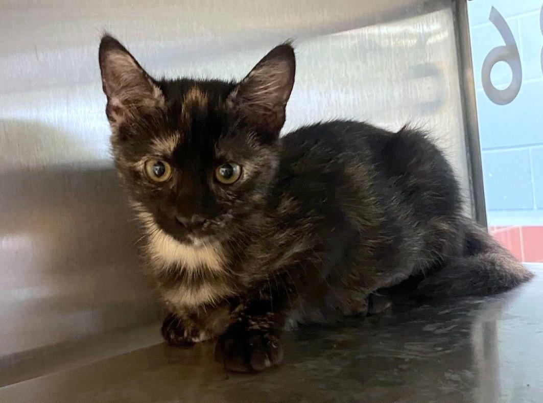Sabrina A217588, adopted, Kitten Female Tortoiseshell.