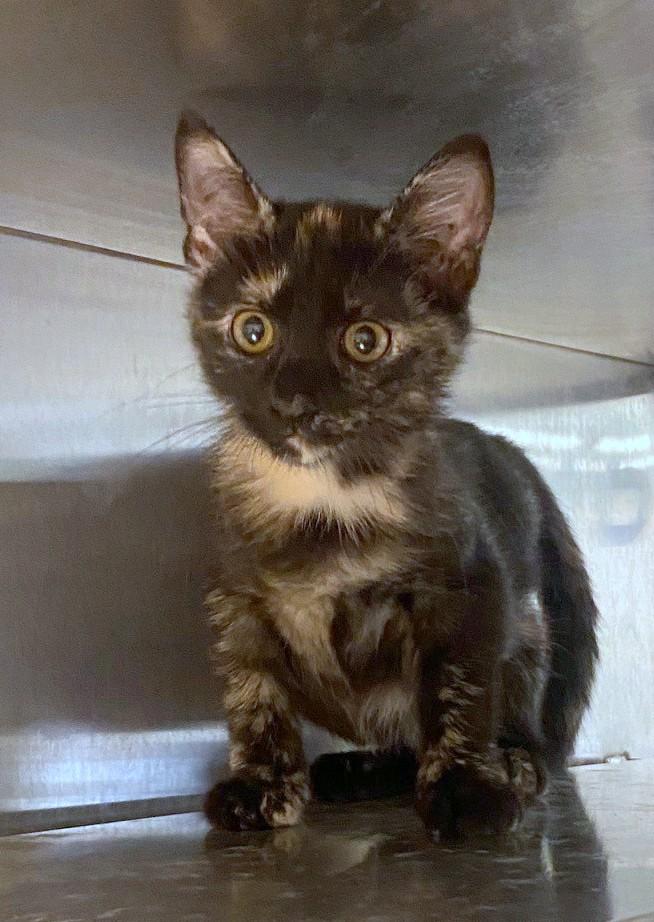 Sabrina A217588, an adopted Tortoiseshell in Plano, TX image 2/3