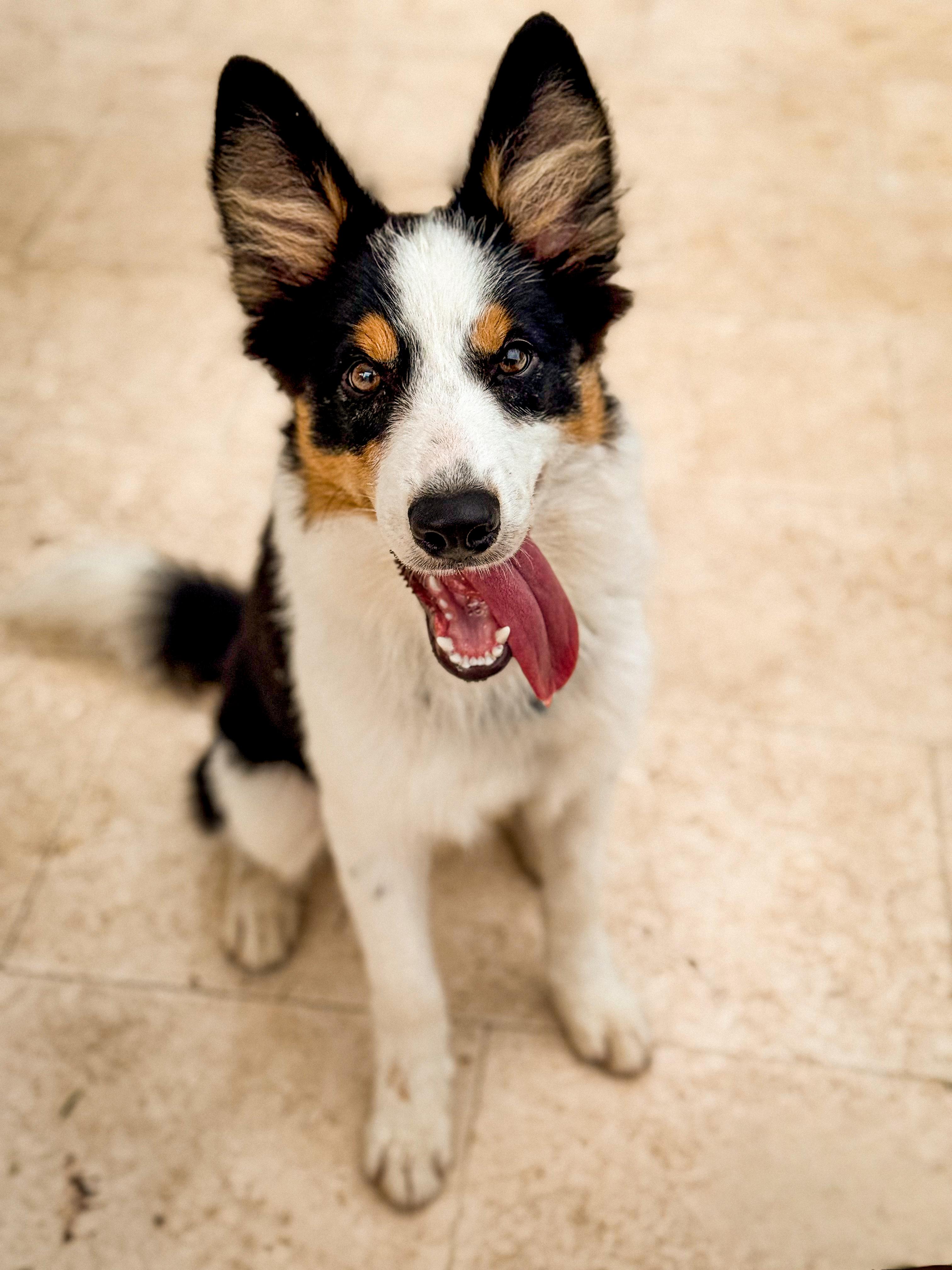 Enlarge Jazzy - TRAINED PUPPY, a Adoptable Border Collie in Miami, FL image 2/2