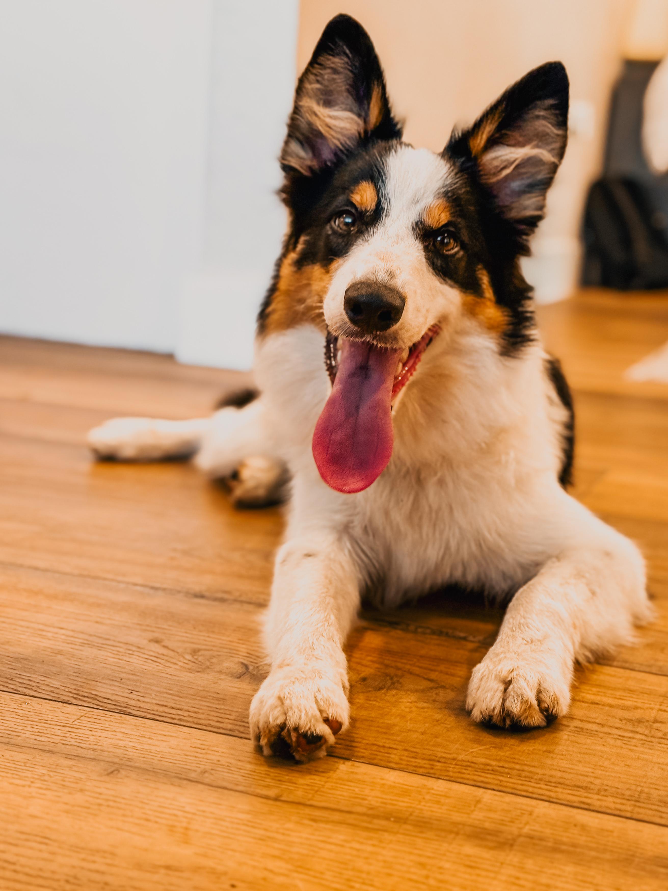 Enlarge Jazzy - TRAINED PUPPY, a Adoptable Border Collie in Miami, FL image 1/2