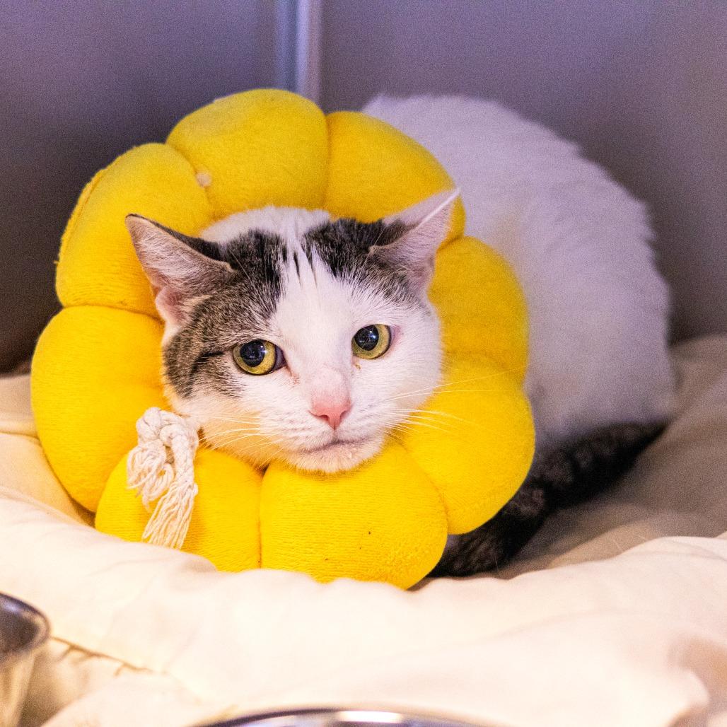 Pearl, Adoptable, Adult Female Domestic Short Hair.