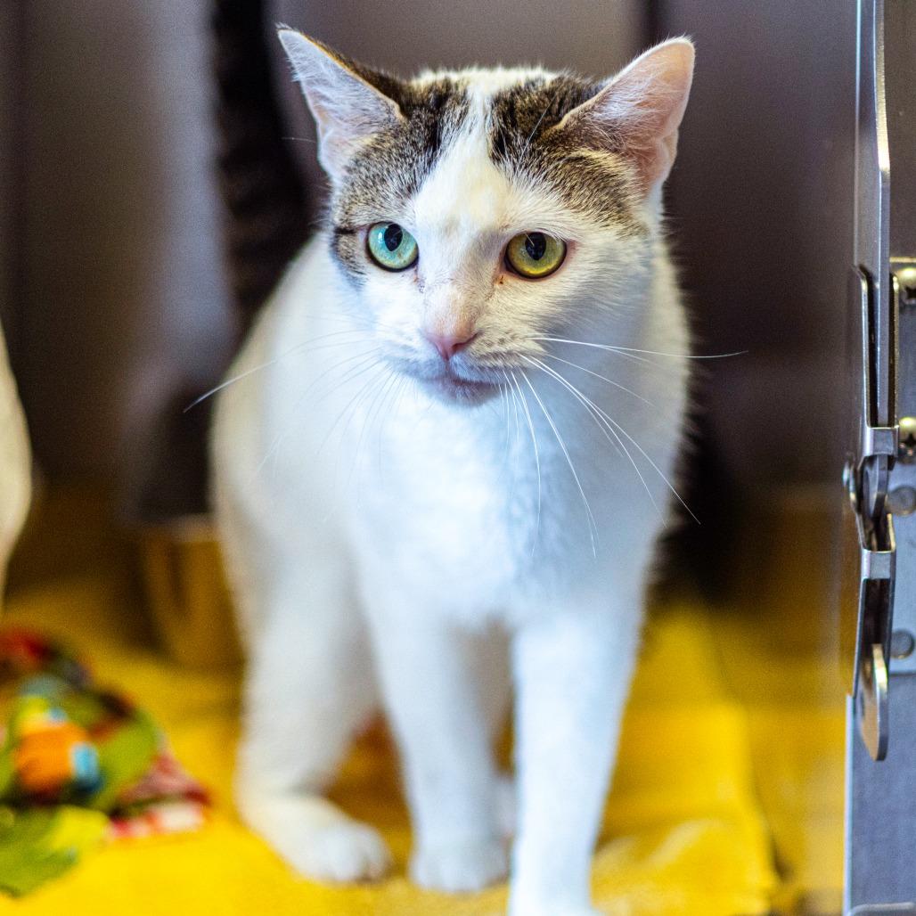 Enlarge Pearl, a Adoptable Domestic Short Hair in Newark, DE image 2/3