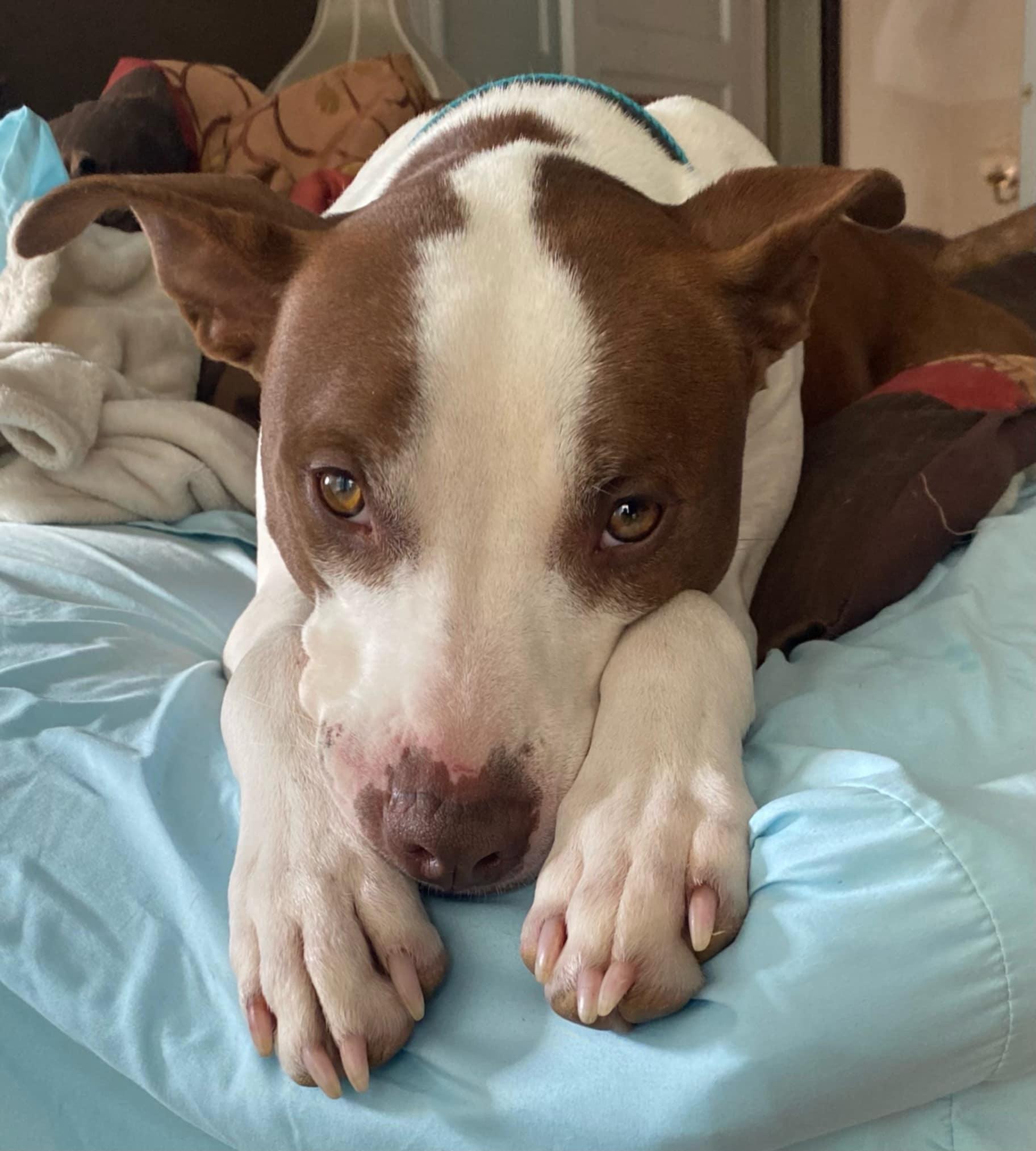 Chance, Adult Male Hound