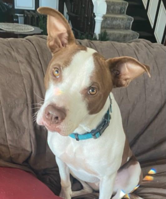 Enlarge Chance, a Adoptable mixed breed in Manchester, CT image 6/6