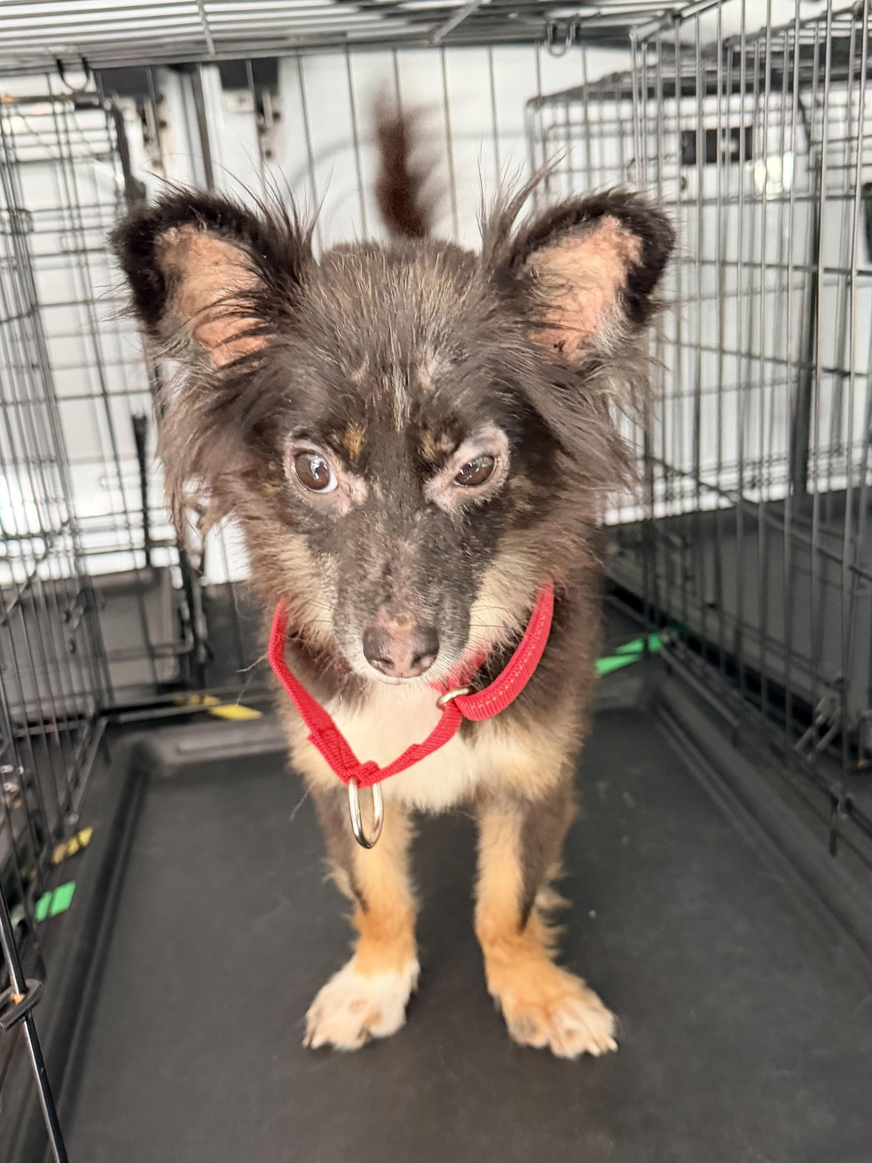 Tangi, a ADOPTABLE Chihuahua in Baker, LA image 5/5