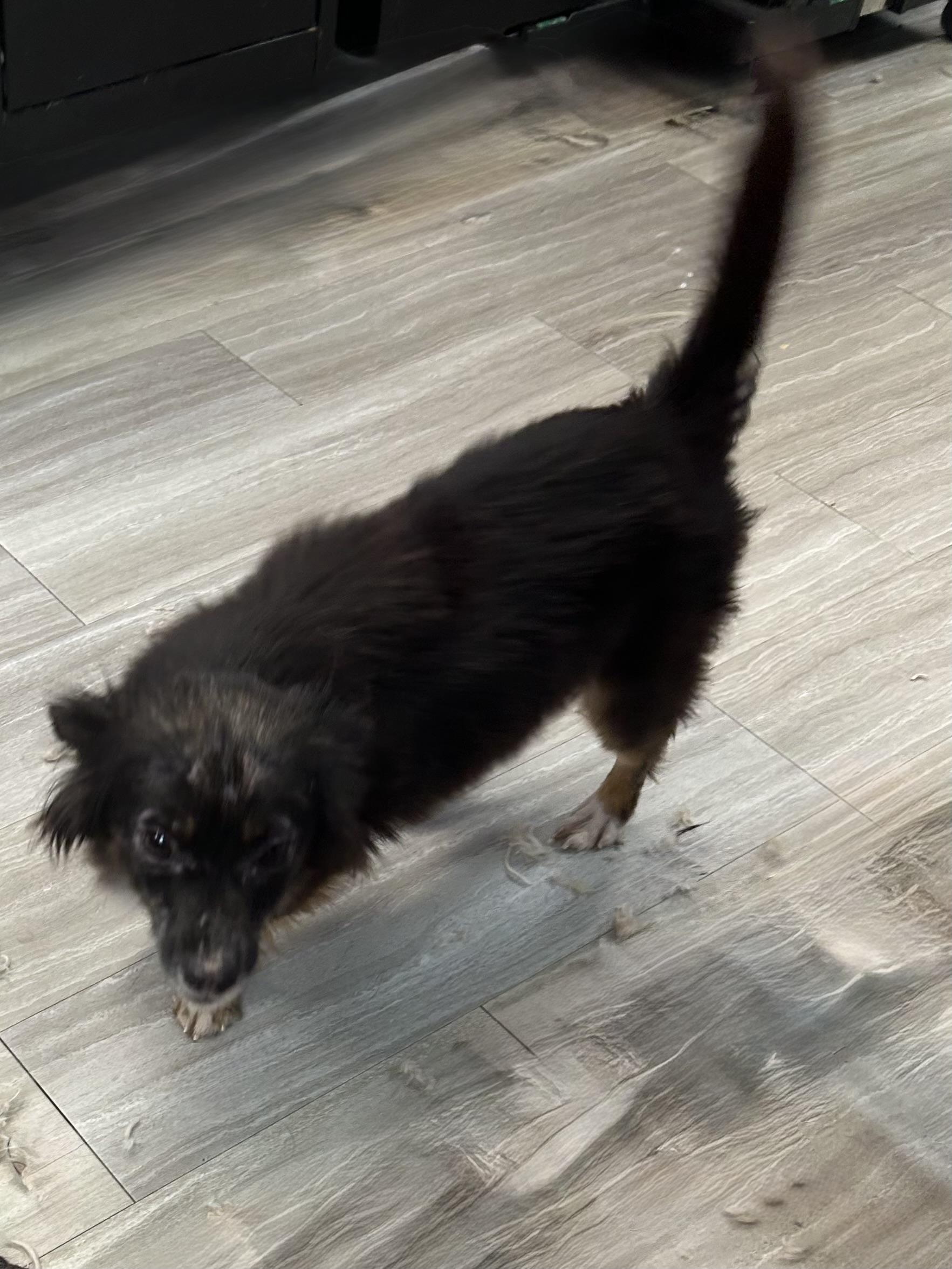 Tangi, ADOPTABLE, Adult Male Chihuahua.