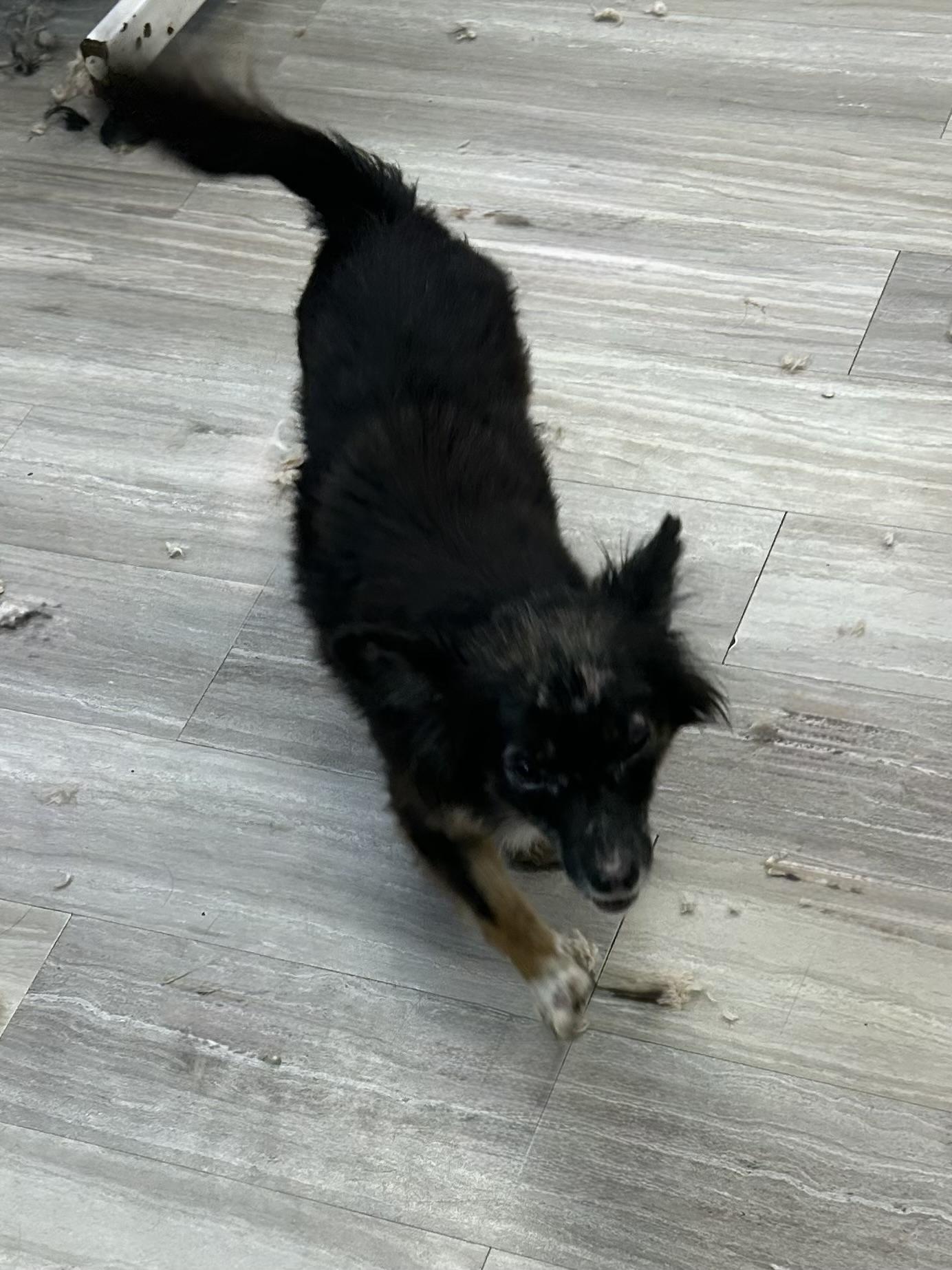 Tangi, a ADOPTABLE Chihuahua in Baker, LA image 3/3