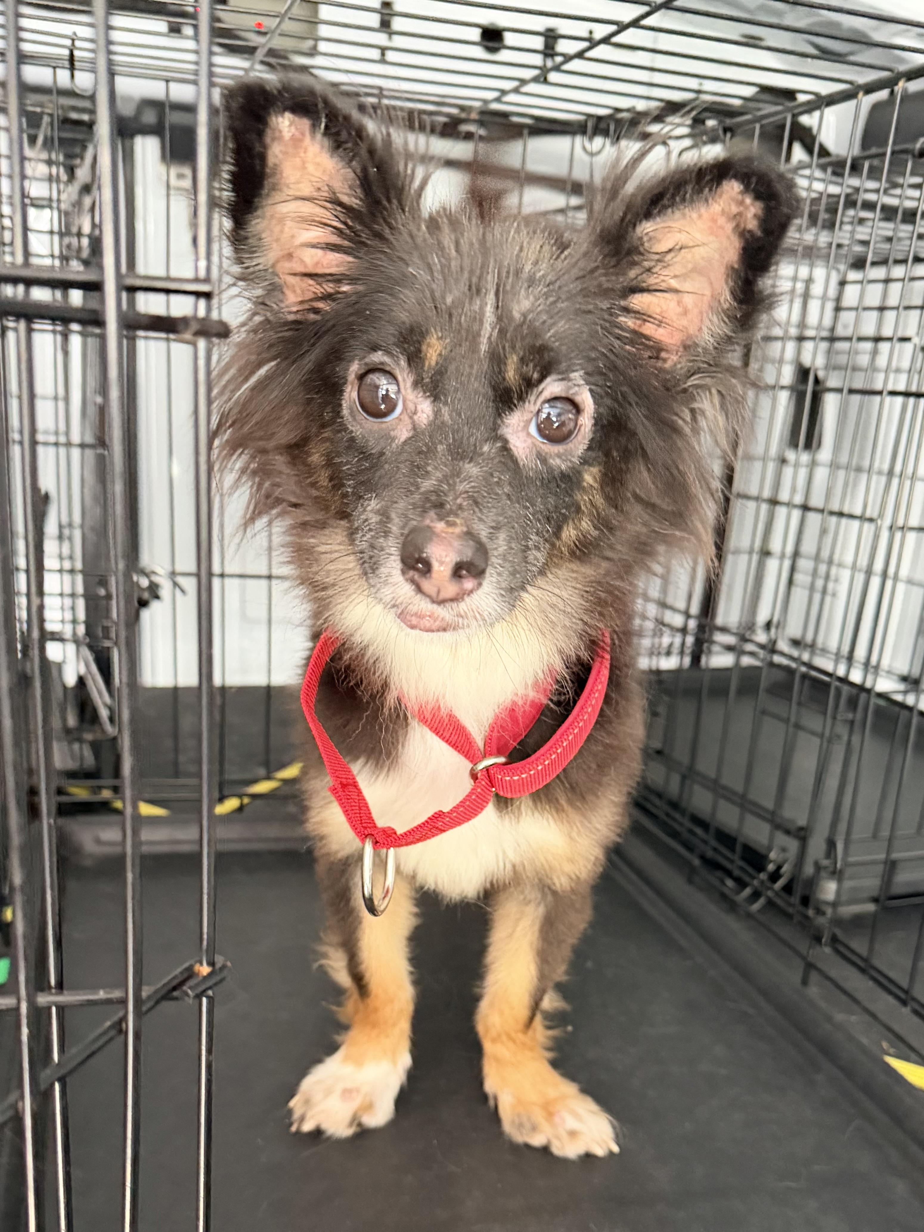 Tangi, a ADOPTABLE Chihuahua in Baker, LA image 4/5