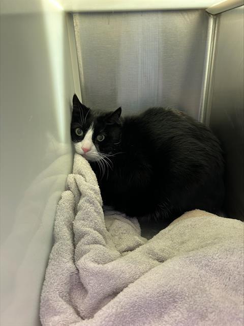 LUEY, Adoptable, Senior Male Domestic Short Hair.