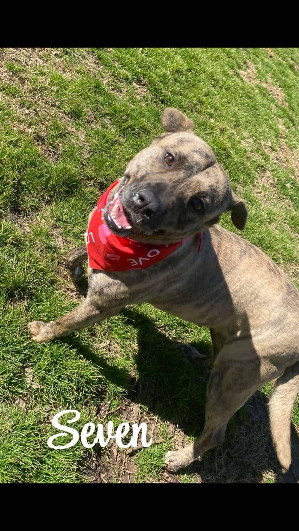 Seven — thumbnail 4