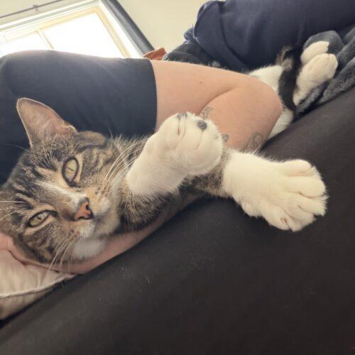 Enlarge Margaret (Maggie), a Adoptable Domestic Short Hair in Seven Valleys, PA image 2/6