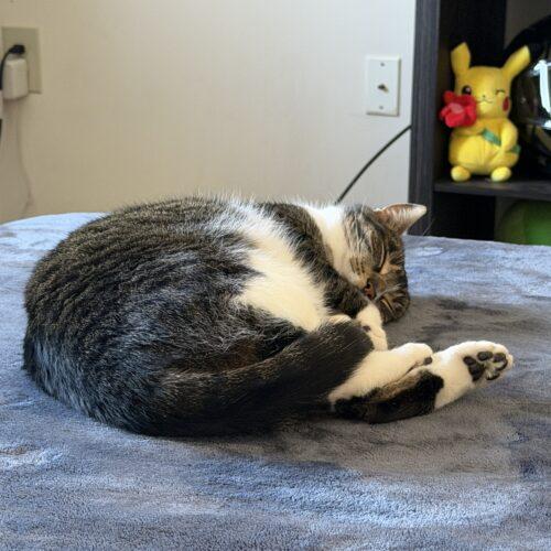 Enlarge Margaret (Maggie), a Adoptable Domestic Short Hair in Seven Valleys, PA image 2/4