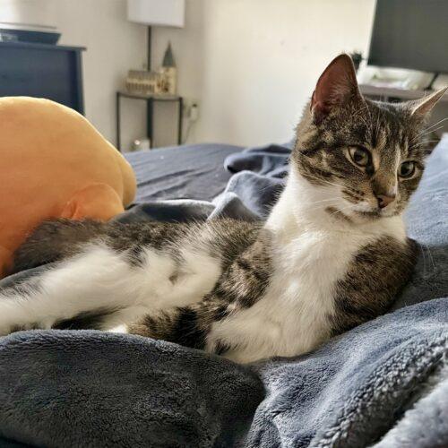 Enlarge Margaret (Maggie), a Adoptable Domestic Short Hair in Seven Valleys, PA image 3/4