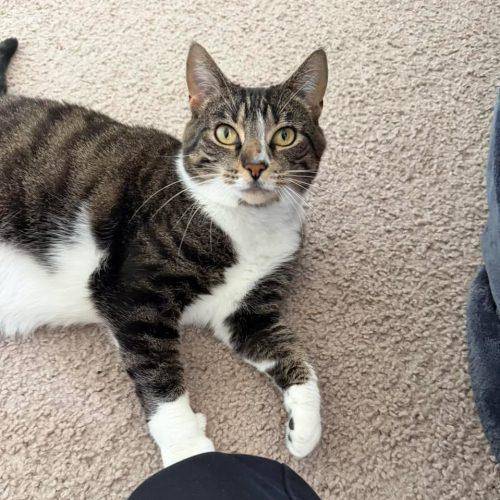 Enlarge Margaret (Maggie), a Adoptable Domestic Short Hair in Seven Valleys, PA image 5/5