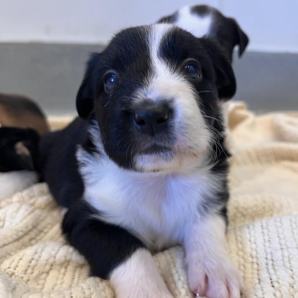 Enlarge #7 (Pattypan), a Adoptable mixed breed in Chicago, IL image 1/3