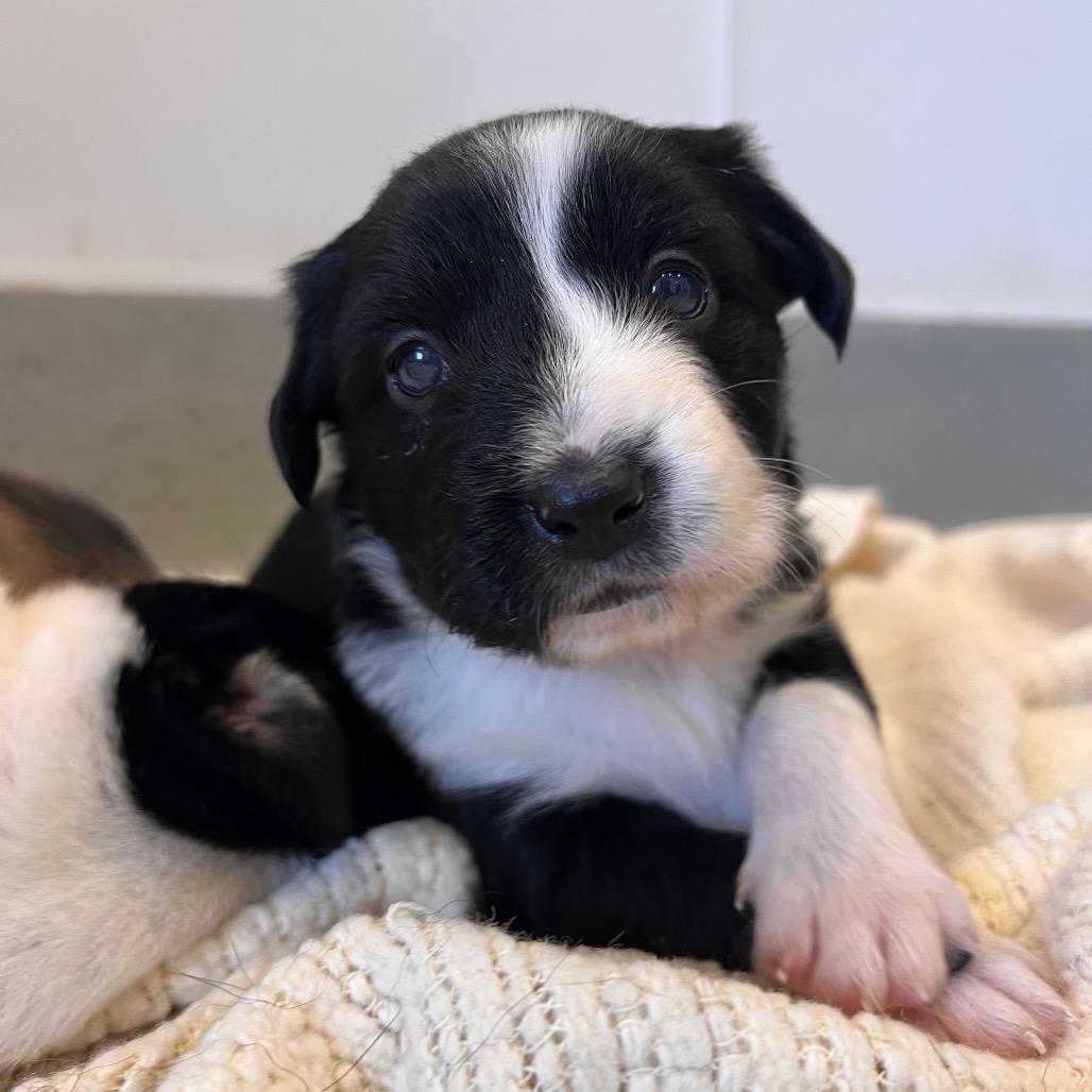 #7 (Pattypan), Adoptable, Puppy Female Hound & Terrier.