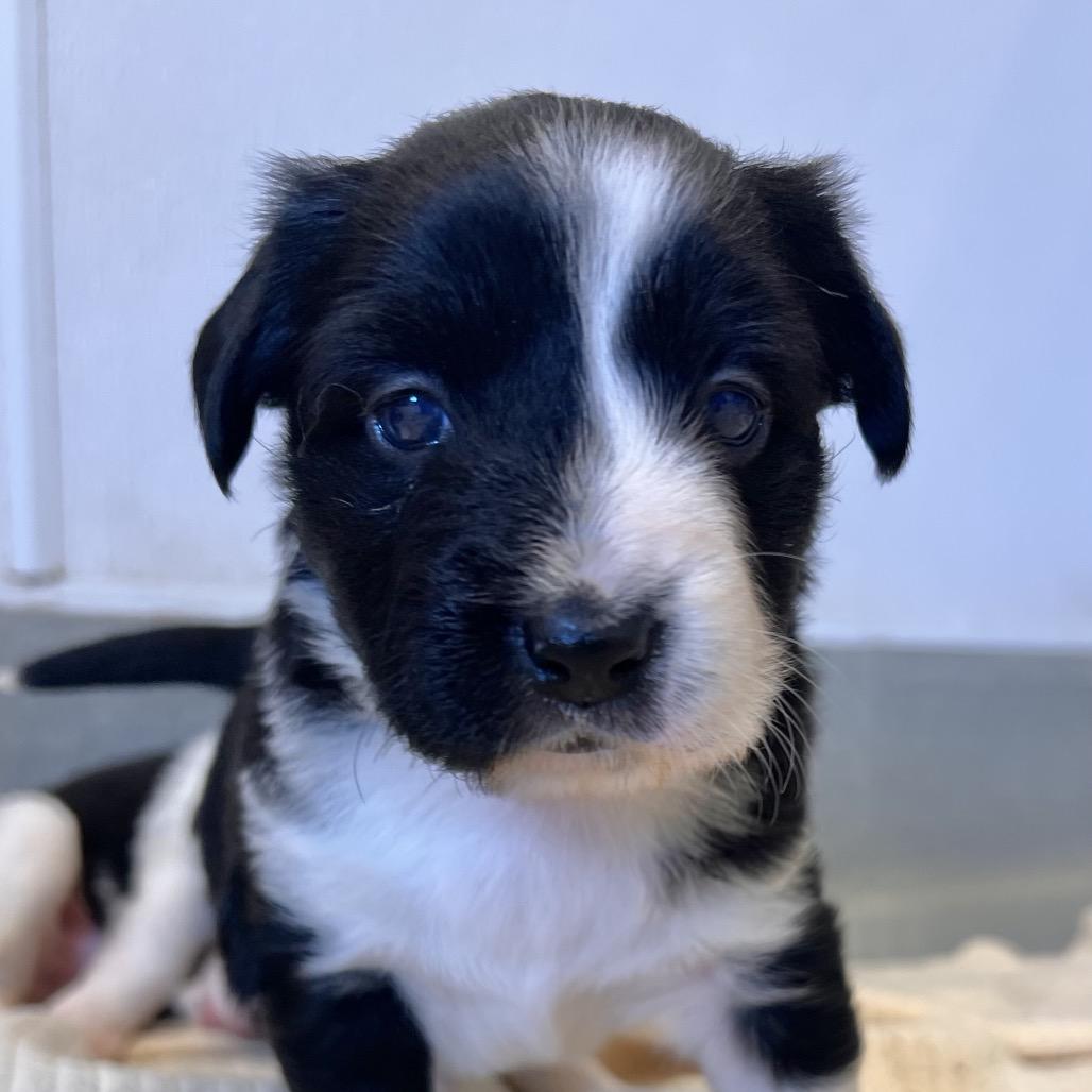 Enlarge #7 (Pattypan), a Adoptable mixed breed in Chicago, IL image 3/3