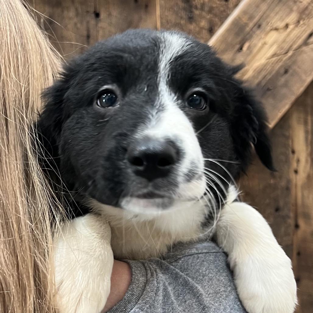 Enlarge #7 (Pattypan), a Adoptable mixed breed in Chicago, IL image 2/2
