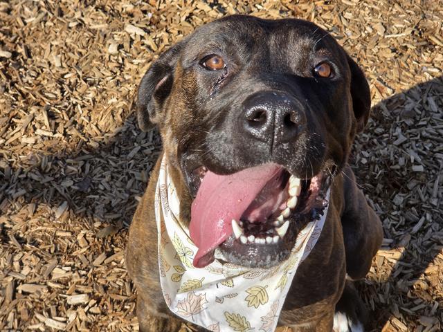 FLOWER, Adoptable, Young Female Mastiff & Mixed Breed.