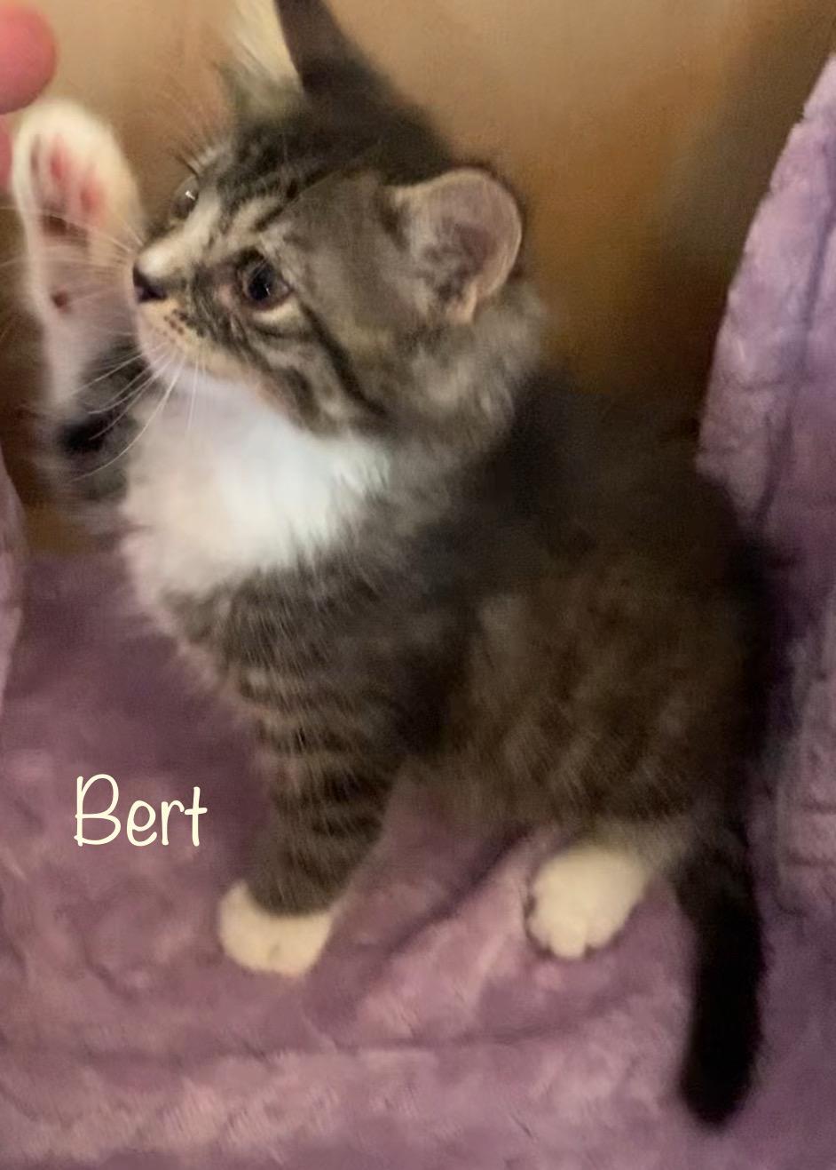 Enlarge Bert, a ADOPTABLE Domestic Medium Hair in Dixon, CA image 2/2