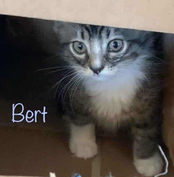Enlarge Bert, a ADOPTABLE Domestic Medium Hair in Dixon, CA image 1/2