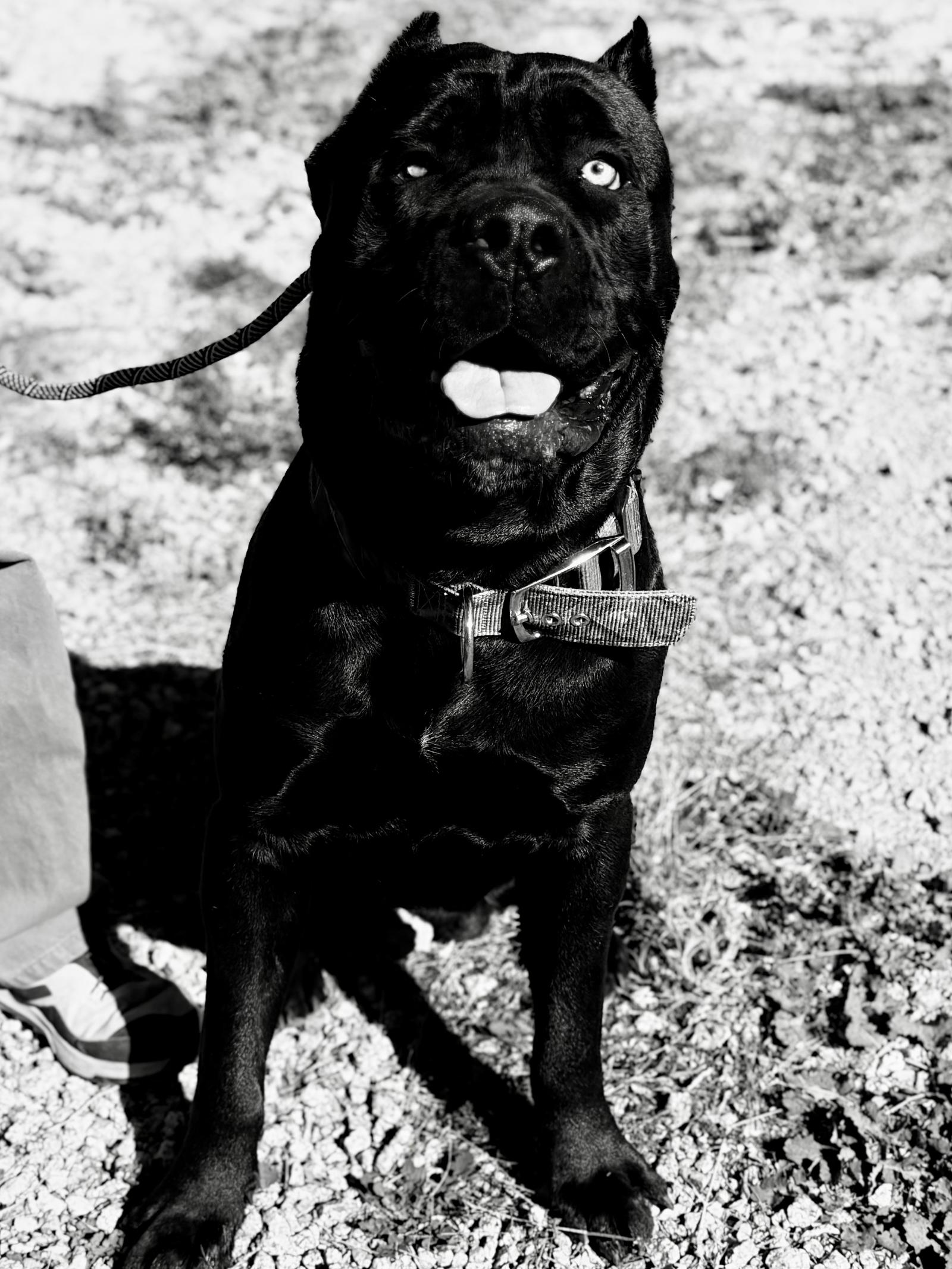 Diesel, a Adoptable Cane Corso in Glendale, AZ image 1/3