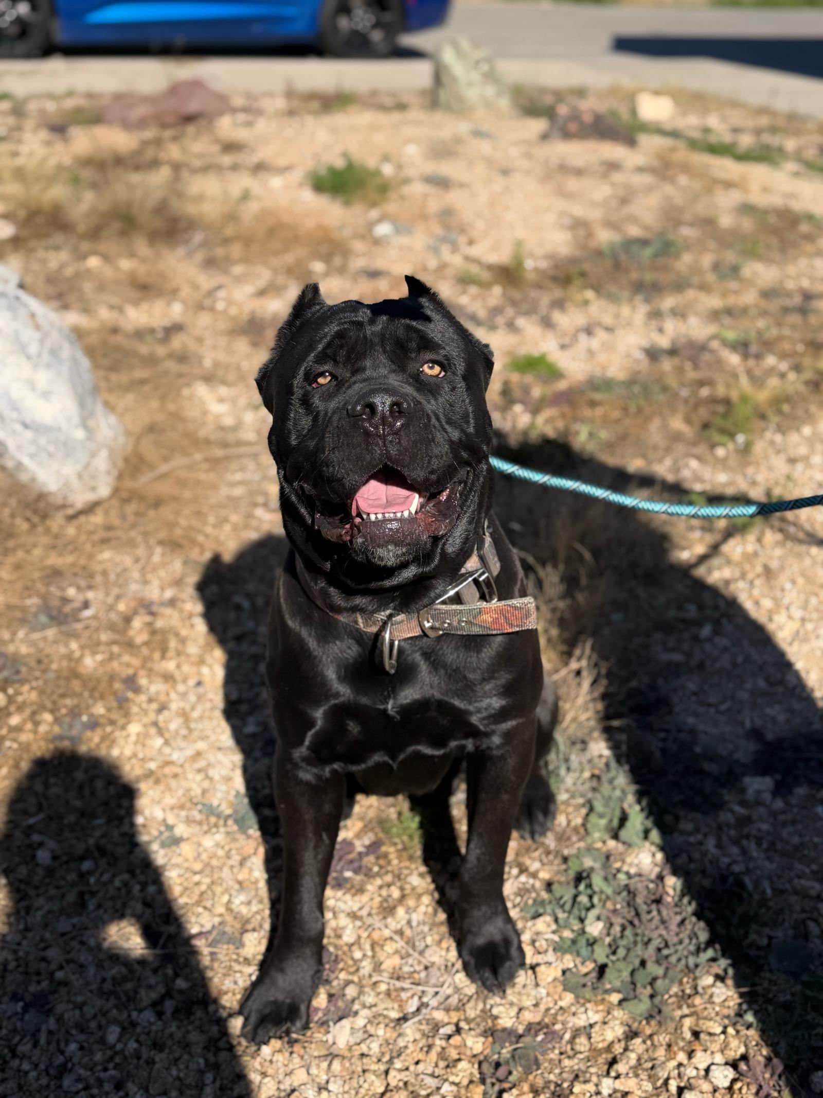 Diesel, a Adoptable Cane Corso in Glendale, AZ image 2/3