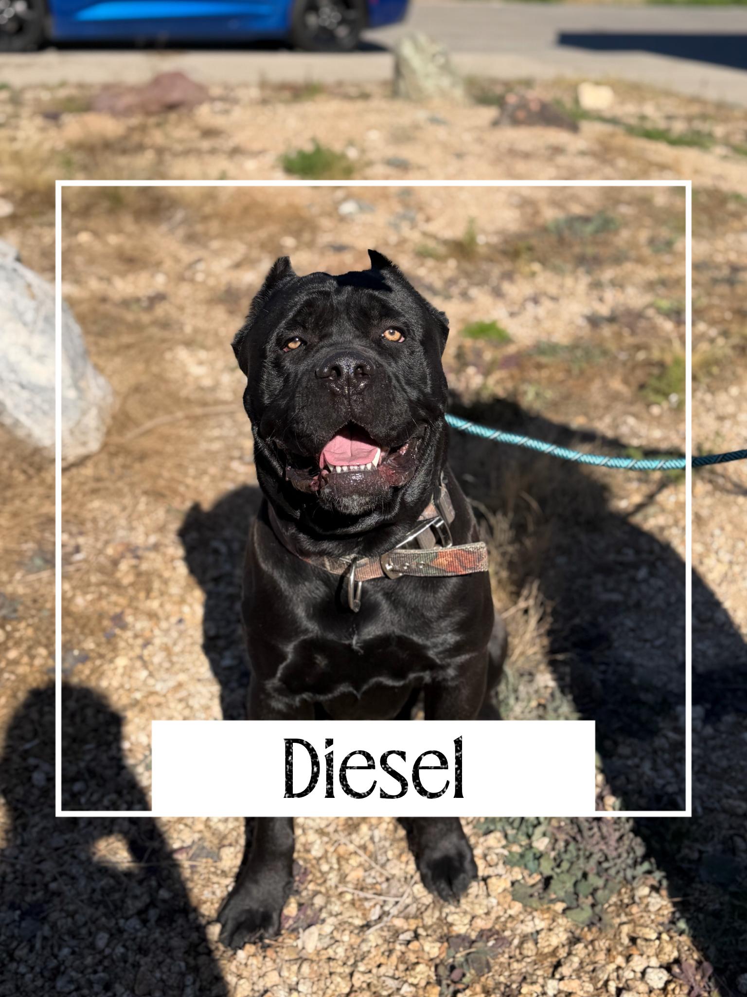 Diesel, a Adoptable Cane Corso in Glendale, AZ image 3/3