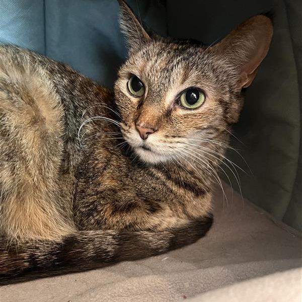 Enlarge Holly, a Adoptable Domestic Short Hair in Bentonville, AR image 1/3