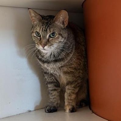 Enlarge Holly, a Adoptable Domestic Short Hair in Bentonville, AR image 2/3