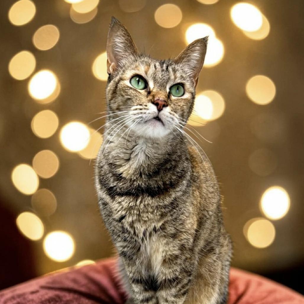 Enlarge Holly, a Adoptable Domestic Short Hair in Bentonville, AR image 3/3