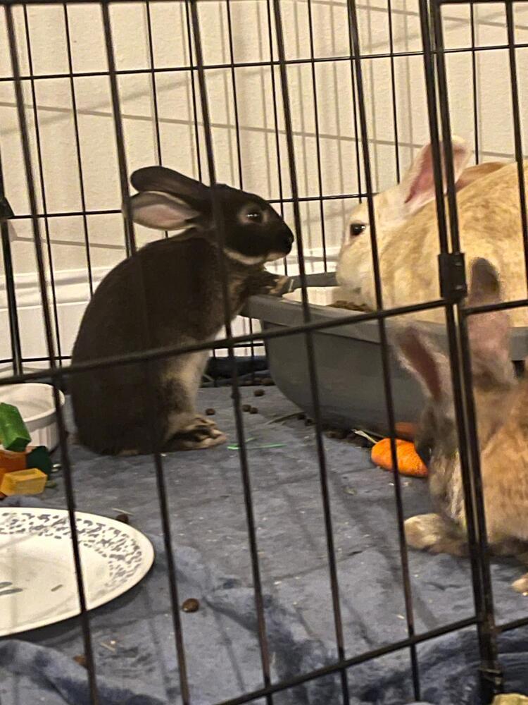 Enlarge Grace and Silas, a Adoptable Silver Marten in Melbourne, FL image 2/6
