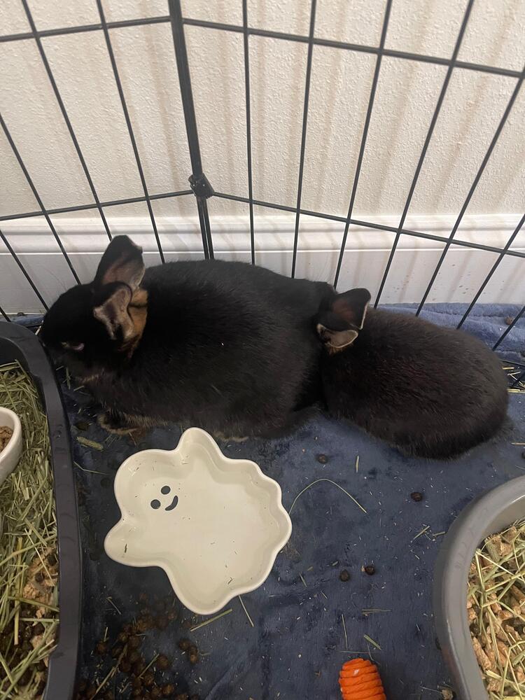 Enlarge Grace and Silas, a Adoptable Silver Marten in Melbourne, FL image 4/6