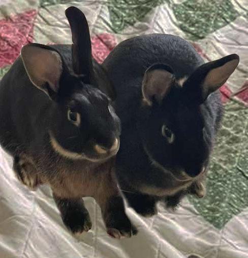 Grace and Silas, a Adoptable Silver Marten in Melbourne, FL image 4/4