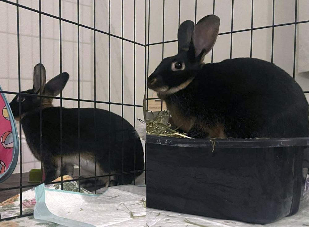 Grace and Silas, a Adoptable Silver Marten in Melbourne, FL image 5/5