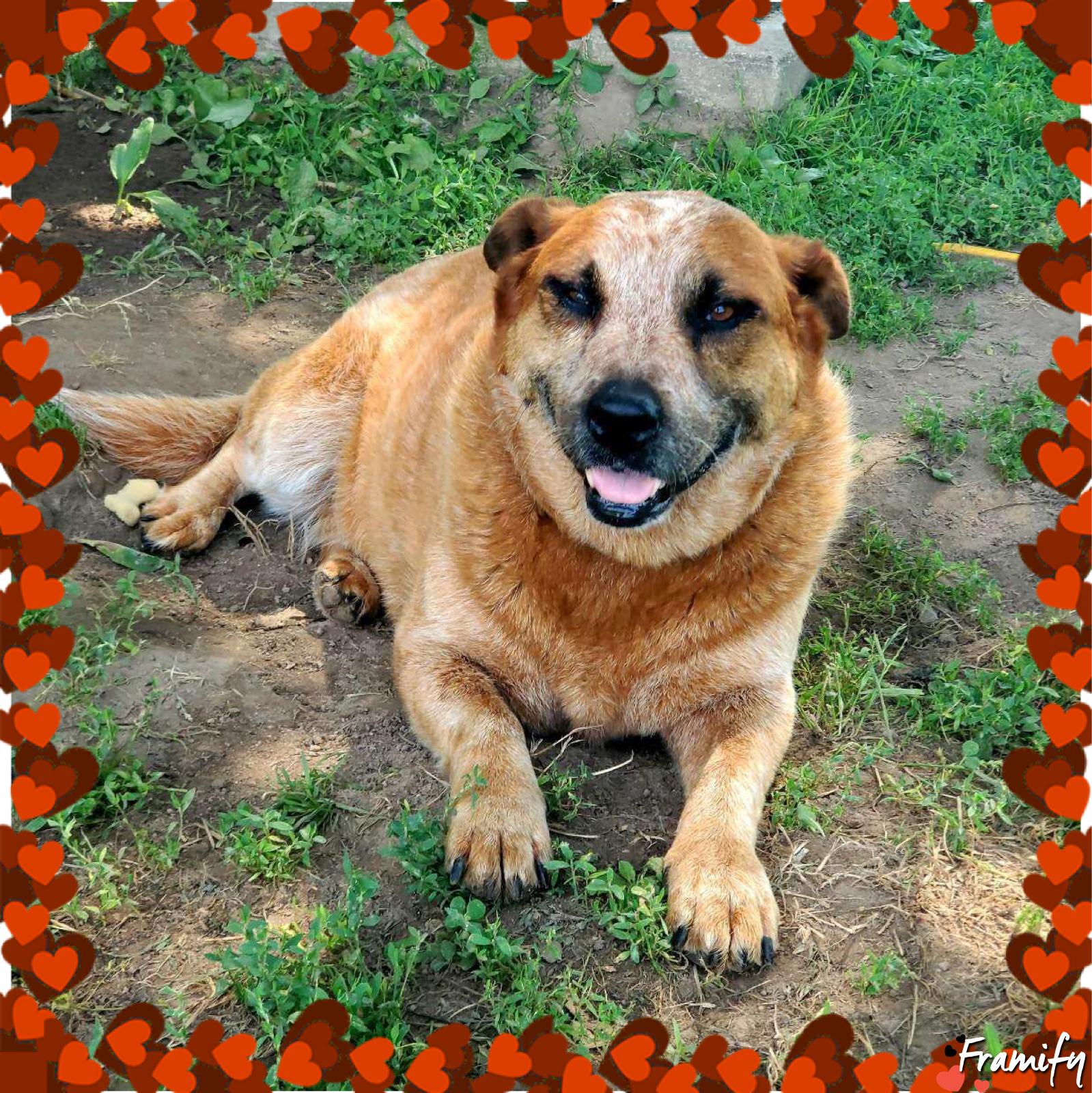Meet 8 year old sweet Dottie who is in need of a new home due to her owners illness She