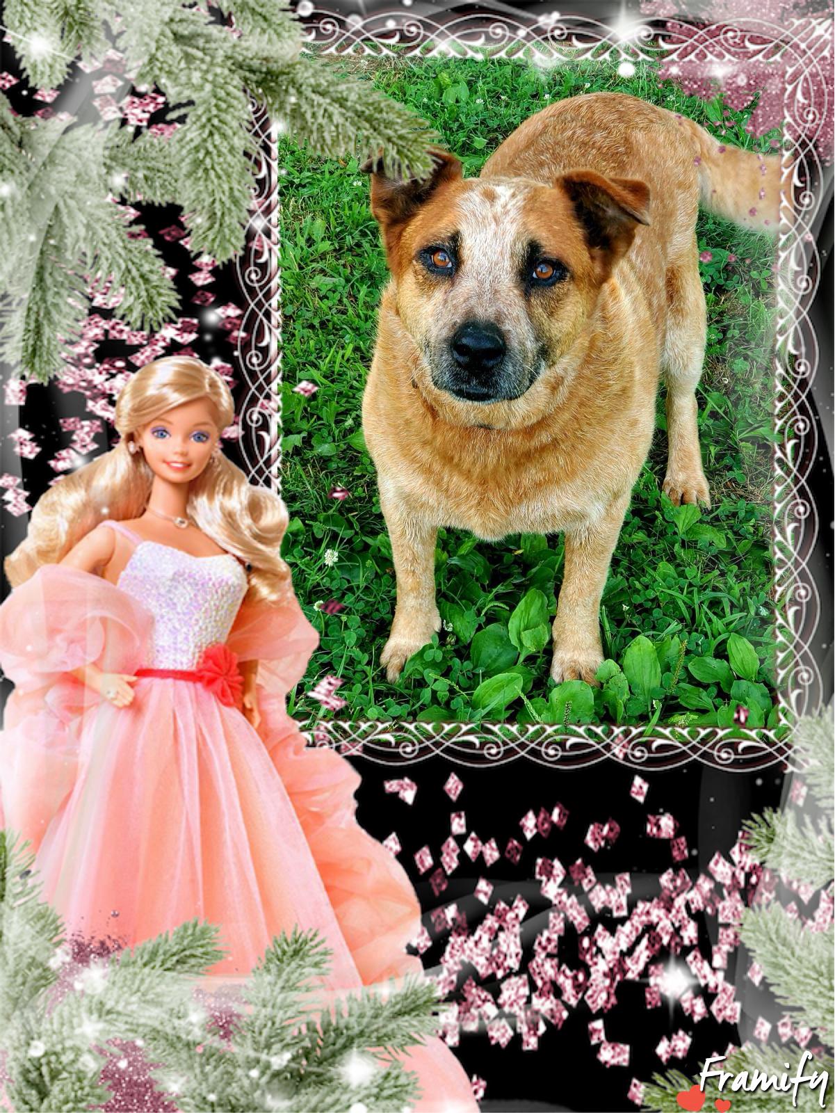 Dottie photo 1